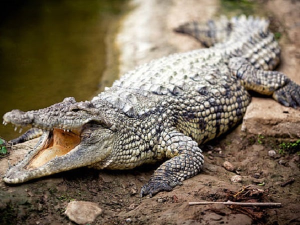 Nằm mơ thấy cá sấu đánh con gì dễ trúng thưởng?