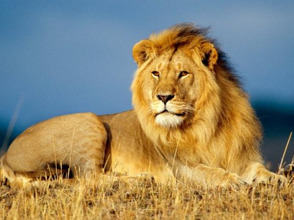 Nằm mơ thấy sư tử đánh con gì có điềm báo gì may mắn