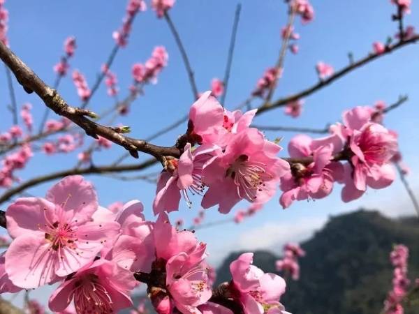 Nằm mơ thấy hoa đào đánh con gì may mắn báo hiệu điều gì