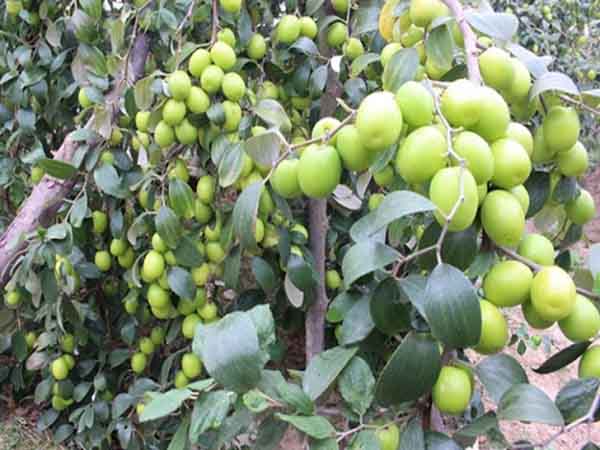 Nhìn thấy cây táo mua vé số con gì may mắn