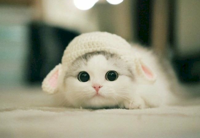 Tử vi tuổi Mão ngày 23/1/2025: Sống hết mình với đam mê