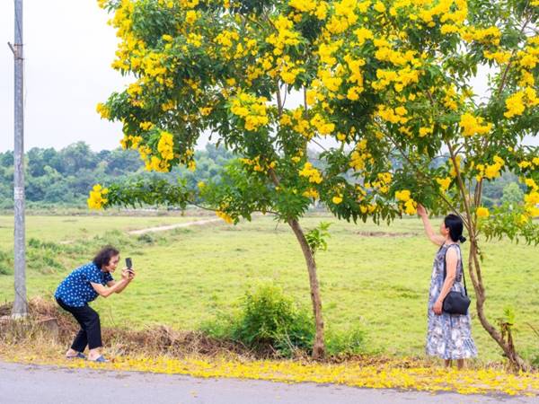 Nhìn thấy cây cối bên đường là điềm báo tốt hay xấu