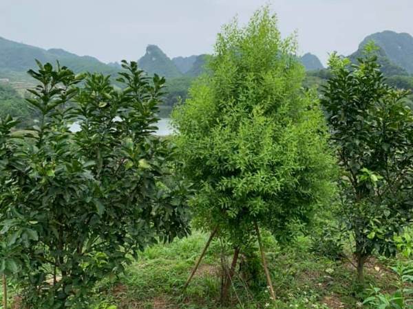 Chiêm bao thấy cây đàn hương mua vé số con gì may mắn