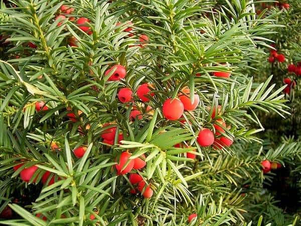 Mộng mị thấy cây thông đỏ mang đến con số gì may mắn gì