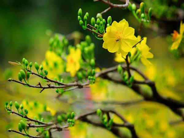 Giải mã khi mơ thấy cây mai vàng có điềm báo trước gì