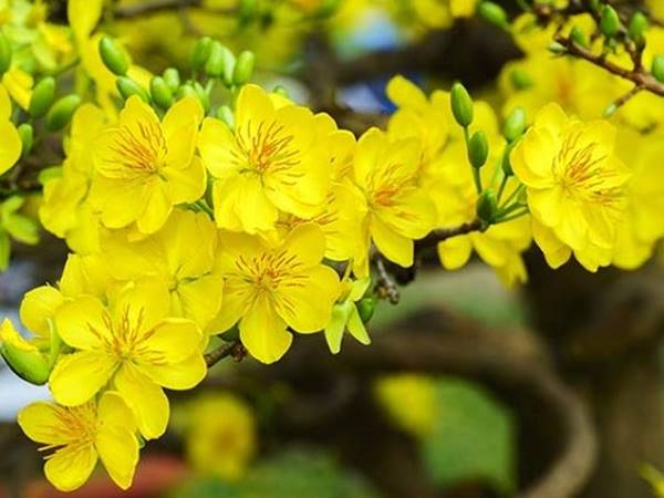 Trong giấc mơ thấy cây mai vàng thường xuất hiện con số may mắn nào