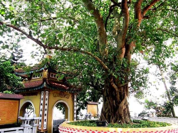 Nằm ngủ mơ thấy cây bồ đề là điềm báo lành hay dữ?
