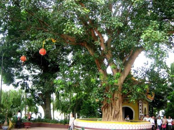 Nằm mê thấy mình trồng cây bồ đề