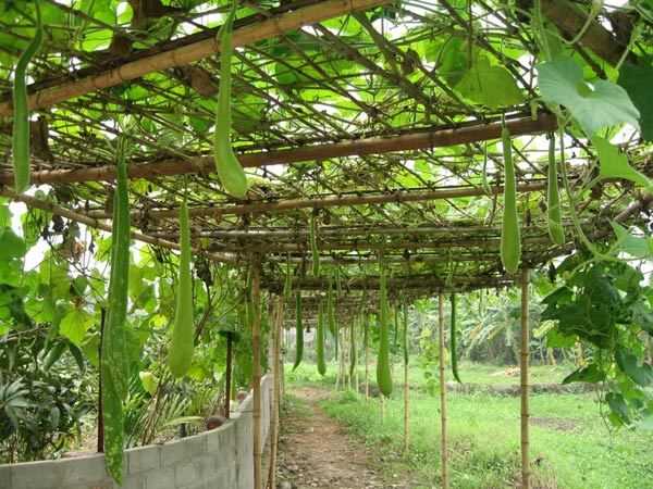 Nằm mơ thấy quả bầu thể hiện ý nghĩa gì đặc biệt