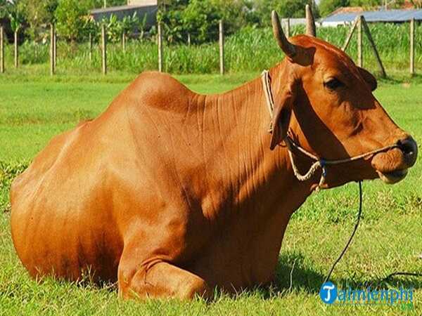 Mơ thấy con bò là lành hay dữ, có số nào may mắn?