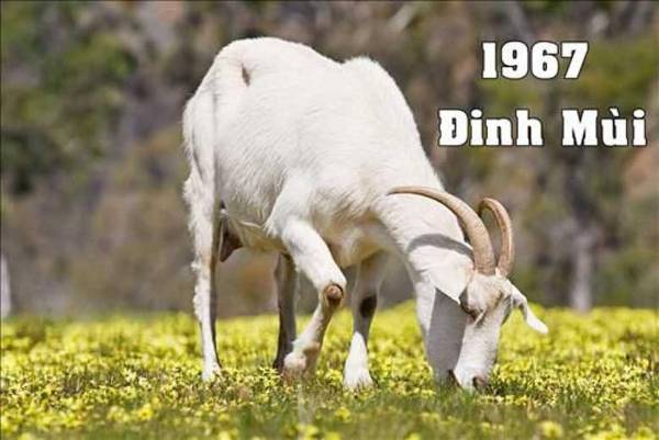 Số may mắn tuổi Đinh Mùi 19/9/2025 có điềm gì đặc biệt?