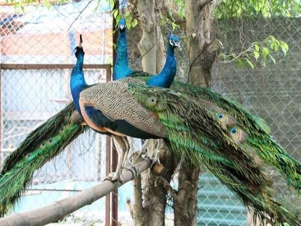 Mơ thấy chim công là điềm báo gì, đại phát hay hao tài?