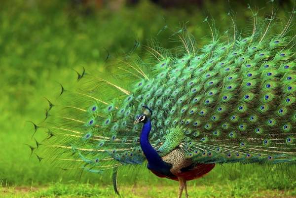 Mơ thấy chim công là điềm báo gì, đại phát hay hao tài?