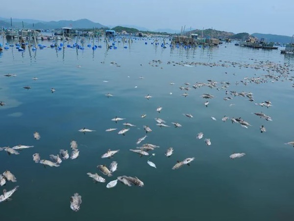 Nằm mơ thấy cá chết nhiều là điềm gì dữ hay lành?