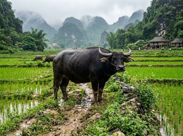Con số may mắn ngày 29 tháng 6 thứ 2 của tuổi Sửu