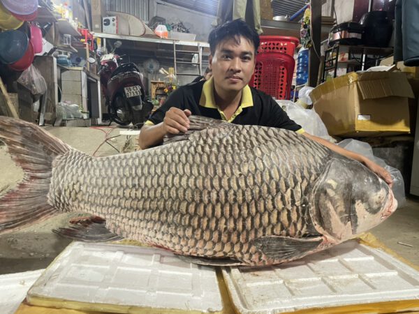 Nằm mơ thấy cá to có số gì may mắn có điềm gì