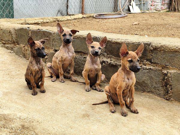 Nằm mơ thấy đàn chó con có số gì may mắn có điềm gì