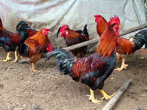 Nằm mơ thấy gà trống có số gì tài lộc mang ý nghĩa gì Nằm mơ thấy gà trống có số gì tài lộc mang ý nghĩa gì