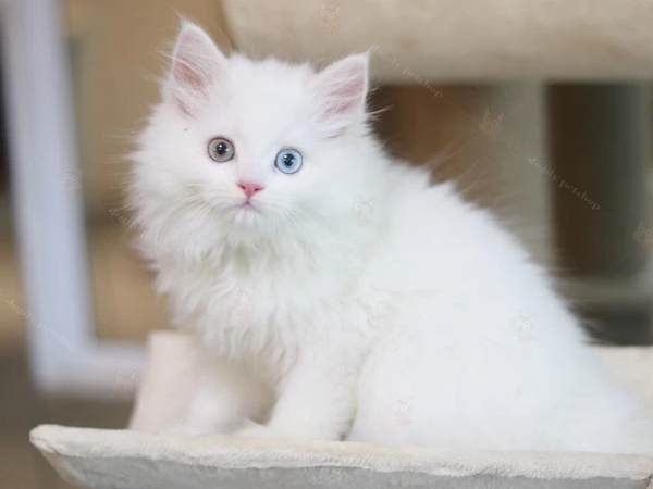 Nằm mơ thấy mèo trắng có điềm báo gì may hay xui Nằm mơ thấy mèo trắng có điềm báo gì may hay xui