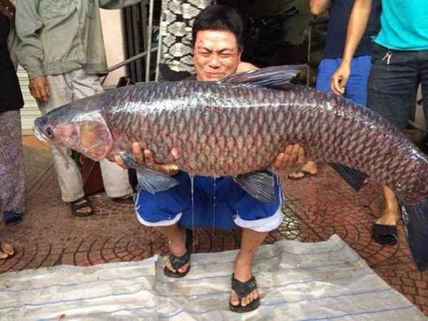Mơ thấy cá trắm có điềm gì có số gì phát tài Mơ thấy cá trắm có điềm gì có số gì phát tài