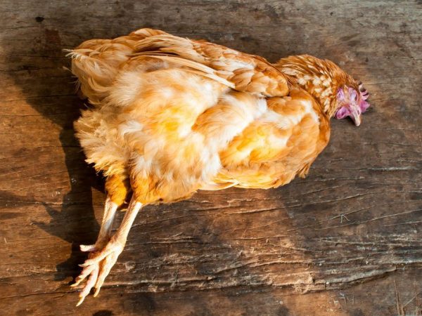 Nằm mơ thấy gà chết có số gì phát tài phát lộc