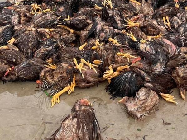 Nằm mơ thấy gà chết có số gì phát tài phát lộc